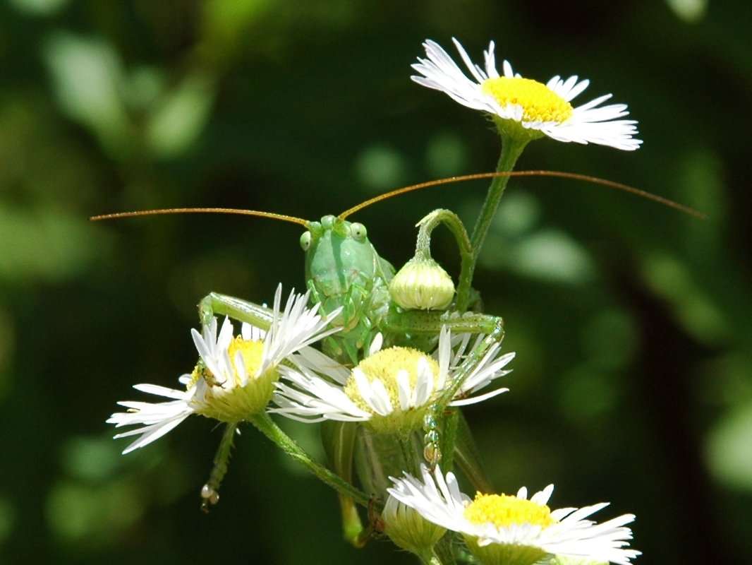 Cavalletta da determinare Valsassina - Tettigonia cantans